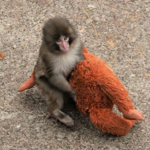 Jump Into "Punch" The Monkey