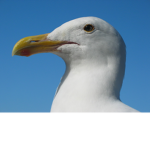 Je suis la mouette