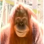 Big ol' Chimp Studios