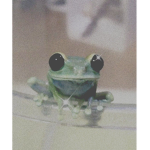 ꜱᴍᴏʟʟ_ꜰʀᴏᴡɢꜱ