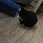 Cats (Fake Slendy Group)