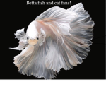 Betta fish and cat fans