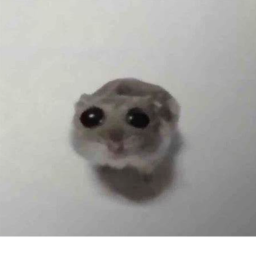 hi!