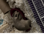 Hamsters Will Rule