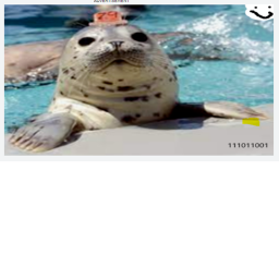 Tower of Seal [SUMMER 2025]