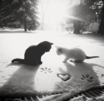 .kitty.luvs
