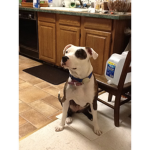 mia group stands for my dog