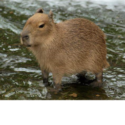 capybara defense