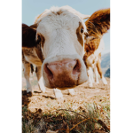 the moo milks