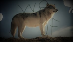 WOLF PACKER s