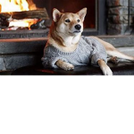 SpaceDoges For life
