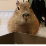 Capybara 6locc