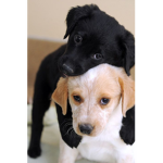 Celebrate the dogs!