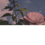 The Aesthetic Forest