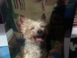 Rolo yt