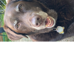 pls pray for my grandmas dog