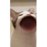 noelaniamaro