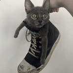 DirtyOwens