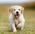 PREPPYBLUE PUPPIES