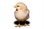 Chicks