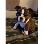 Puppy play