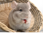 Chinchilla_Army