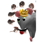 MICE RAID GROUP!!