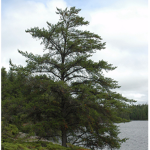 Jack Pine Studios