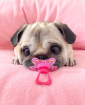 Pumpkin YT Group