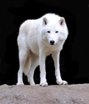 Wolf fans only