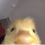 Die Enten Gruppe