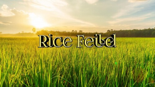 Rice Field