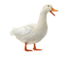 The Triumphant Ducks