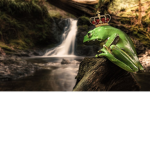 Frog army :>