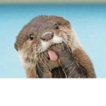 Otter nation club