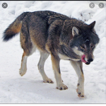 Wolf fan club 2.0