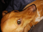 Idk but I like my dog.