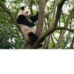 Pandas_Incorporated