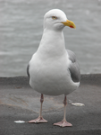 the cool bird team