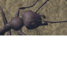 ANTS ANTS ANTS ANTS