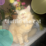 Muffin The Cat