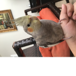 Chloe’s Flock