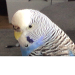 The mini budgies