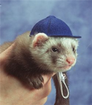 Ferret Clan