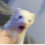 Ferrets For Life !!