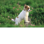 Spot is such a cute dog
