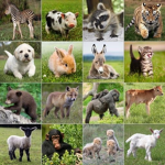 Animal hype group