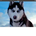 Husky team