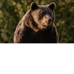 DaBearGroup1!