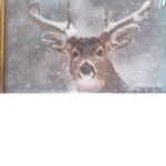 Apply Deer Den Co.